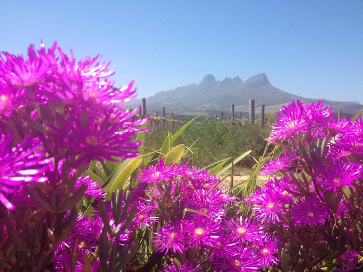 Acara Guesthouse & Cottages Stellenbosch Exterior foto